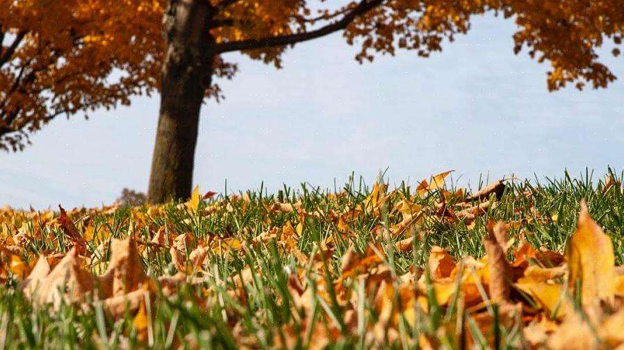 I likhet med mulking av blader i plenen om høsten