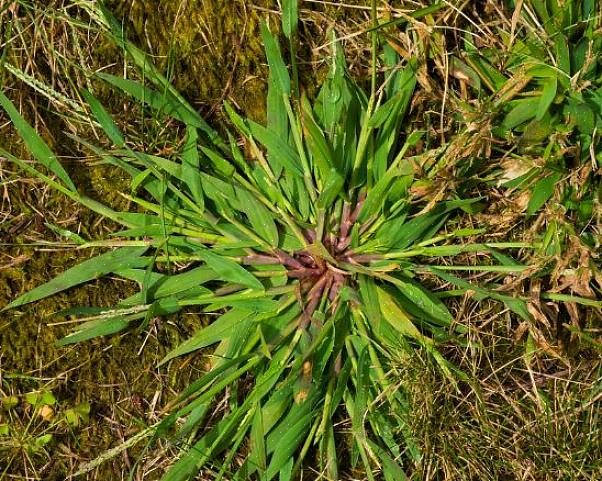 Crabgrass-utryddelse har inspirert en hel produktkategori