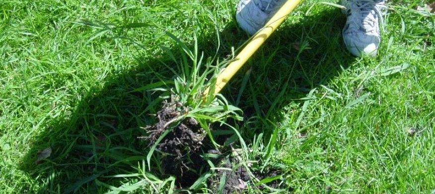 Crabgrass dør om vinteren