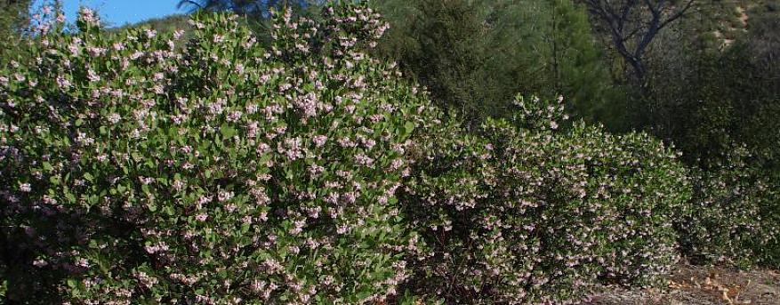 De lavendelfargede blomstene til denne tørke-tolerante busken blomstrer lenge