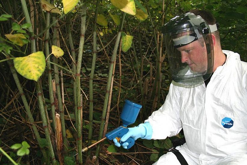 Fjerning av japansk knotweed ved injeksjon av ugressmiddel