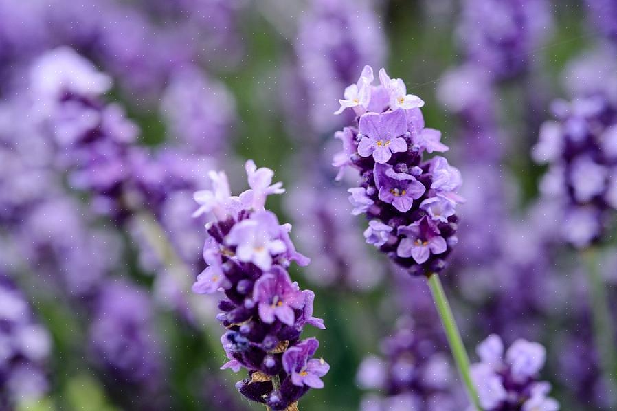 Disse plantene stammer fra en hybrid mellom engelsk lavendel