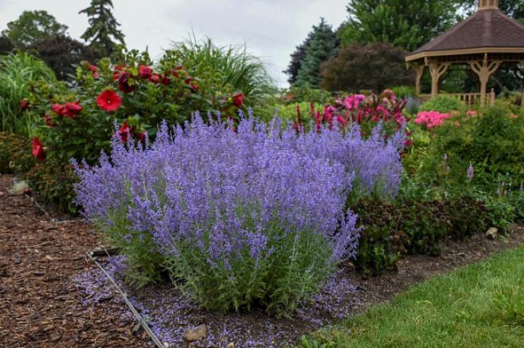 Russiske salvieplanter begynner å blomstre sakte