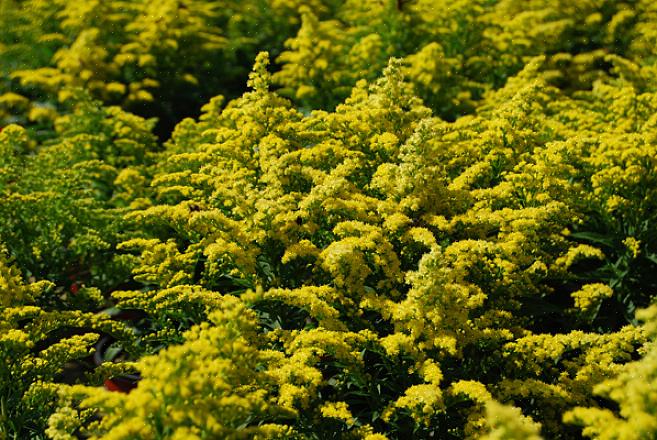 / eller klatrer fra denne listen over blomstrende planter til Michigan hager