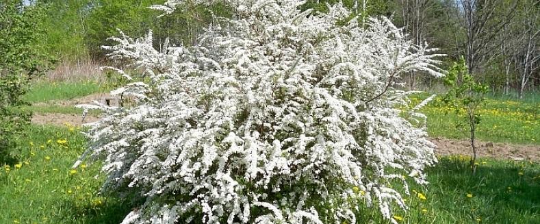 Brudekransen spirea er en mellomstor løvfellende busk som har spray med små hvite blomster