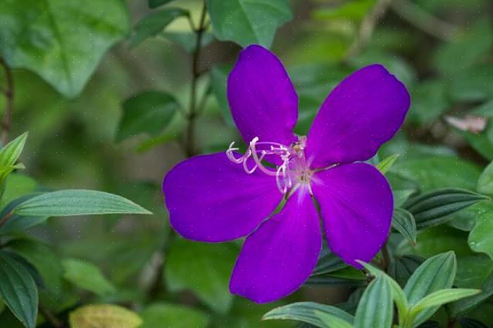 Er ikke Tibouchina veldig vanskelig å vokse innendørs