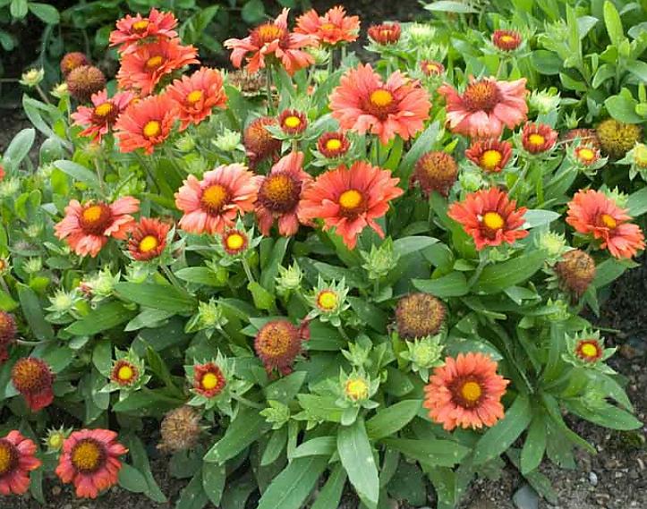 De fleste av de moderne teppeblomstene vi dyrker i hagene våre er hybrid Gaillardia X Grandiflora