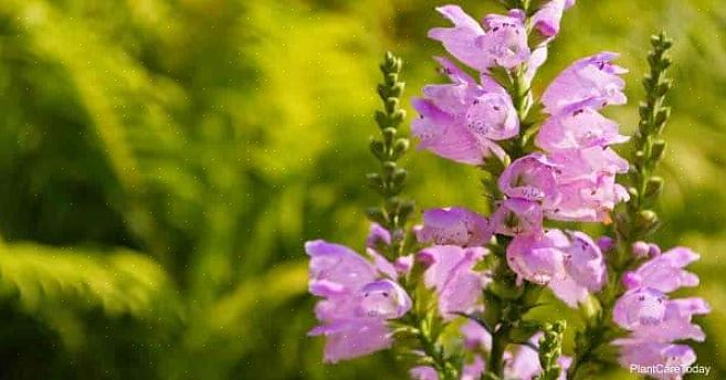 Lydig plante (Physostegia virginiana) fikk sitt vanlige navn fordi du kan bøye de enkelte blomstene