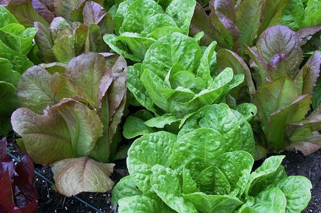 Det er hundrevis av varianter av salat du kan dyrke