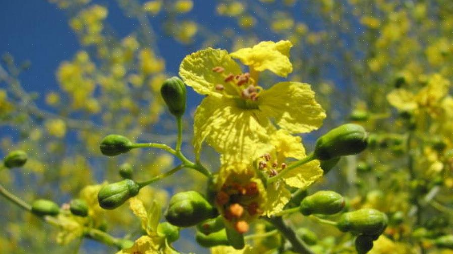 Hensikten med mannlig pollen er å pollinere kvinnelige plantedeler