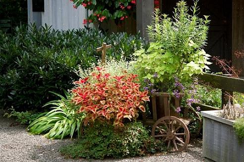 Blomster ser ut til å puste lettet ut når de siste hundedagene på sommeren er forbi