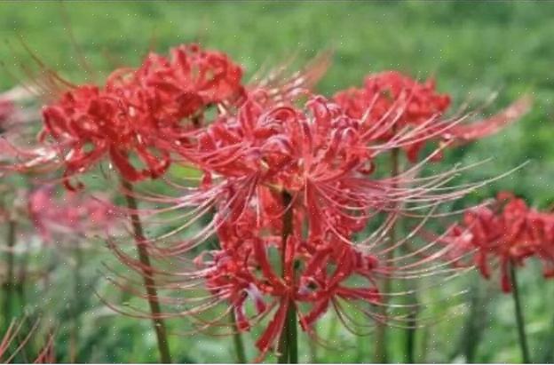 Lycoris squamigera