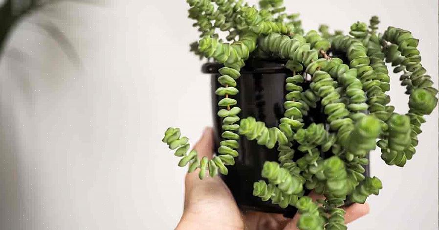 Gir Crassula-planter seg veldig beskrivende vanlige navn