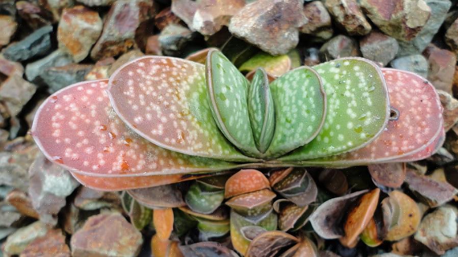 Gasteria planter er utsatt for soppinfeksjoner