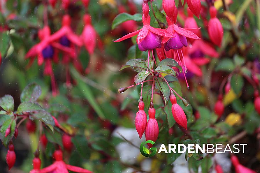 De eksotiske blomstene av "Swingtime" fuchsias vil pryde dine hengende kurver med blomster fra juni