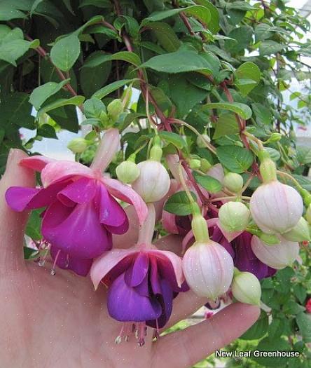 Fuchsia "Alba" er et elegant tillegg til den hvite blomsterhagen