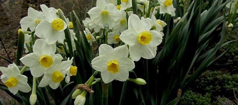 De mest kjente vårblomstrende pærene er blomster som påskeliljer