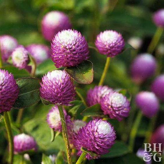 Hvite eller røde blomstene på kloden amaranth tegner også sommerfugler