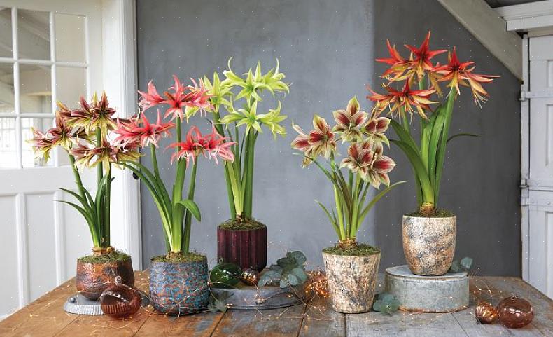 De viktigste årsakene til at Amaryllis ikke blomstrer