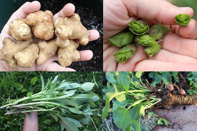 Bare plant hagen din eller frukthagen en gang