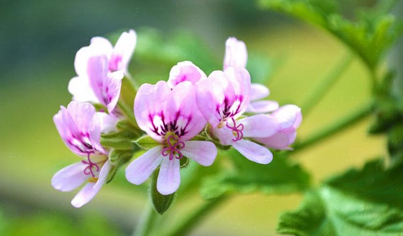 Duftende pelargoner har kjertler i bunnen av bladhårene