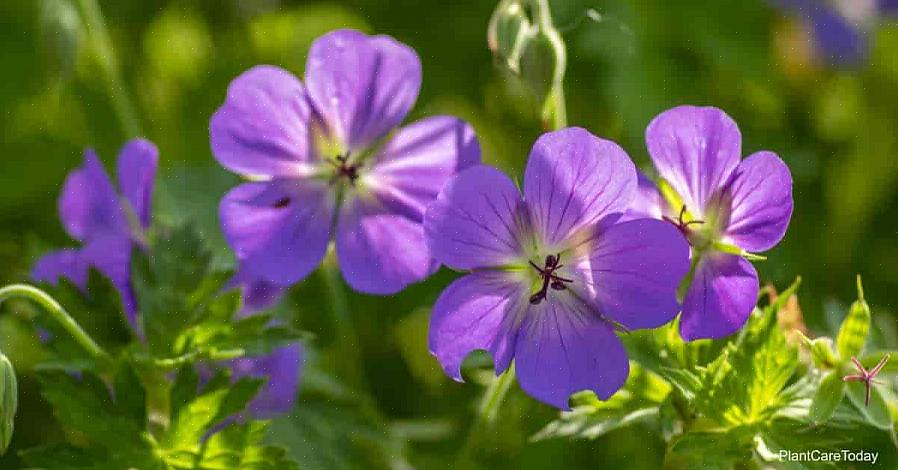 Duftende pelargoner er spiselige blomster