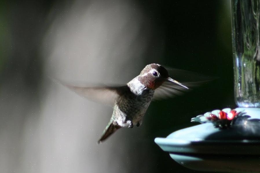Men nøyaktig når skal fuglekikkere fjerne kolibri-matere uten risiko for å frata fugler essensiell nektar