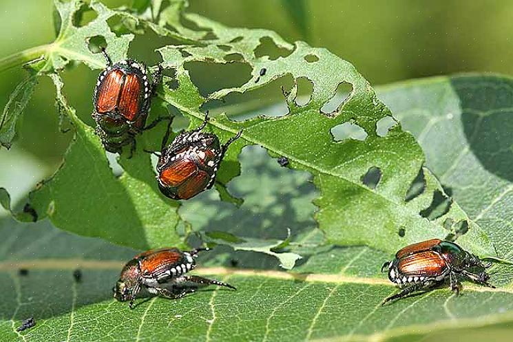 Tilstedeværelsen av japanske biller kan også ledsages av tilstedeværelsen av føflekker som ødelegger plenen