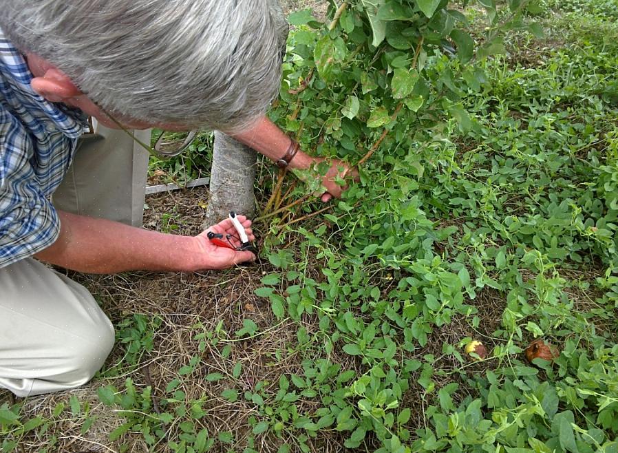 Sugere som ikke fjernes fra en rosebusk vil til slutt overta planten