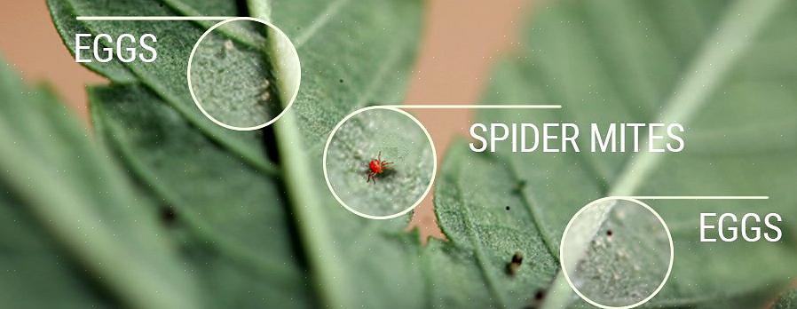 Edderkoppmidd er blant de mest skadedyrene i hagen