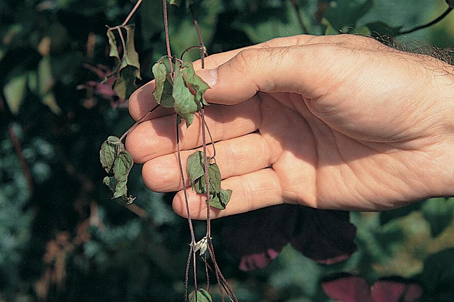 Stengler av clematis vintreet ditt tørker