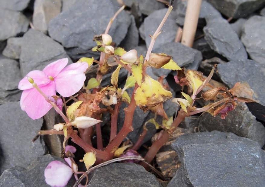 Balsam i a) Dette er høyere planter enn vanlig Impatiens