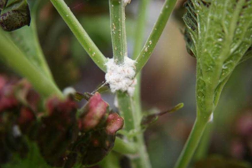 Grupperingsvanen gjør det til lett å finne hvite insekter på hageplanter