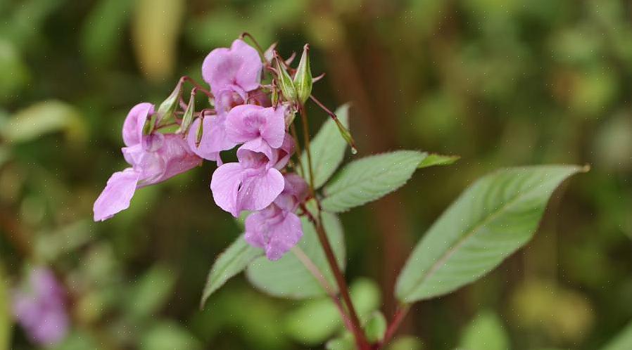 Den invasive planten kan spre seg til nærliggende eiendommer