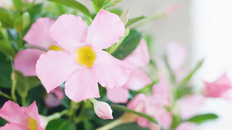 I motsetning til mange blomstrende planter vil Dipladenia eller Mandevilla tåle litt tørrhet