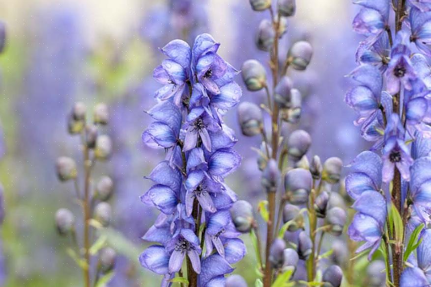 Monkshood er en høy plante som blomstrer sent på sommeren