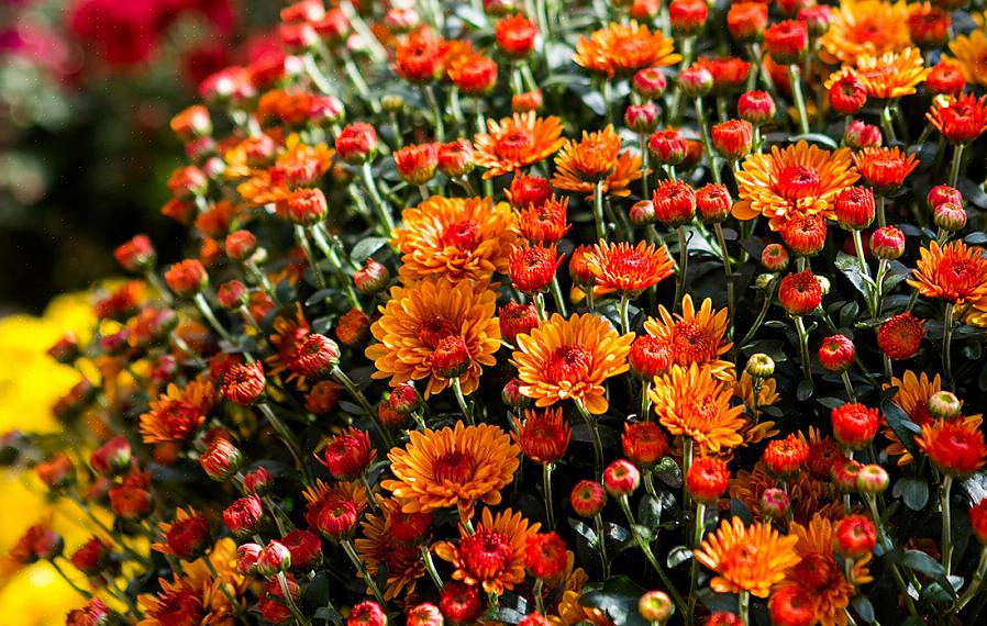 Når du velger årlige blomster for maksimal blomstring