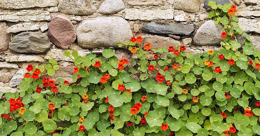 Nasturtiums er veldig utsatt for bladlus