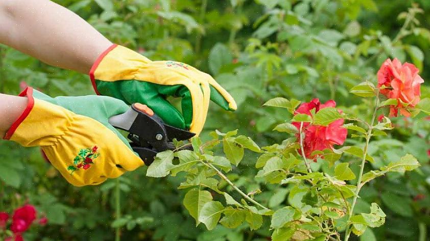 Reduserer sjansene for soppsykdom ved å åpne roseplanten til luftstrømmen