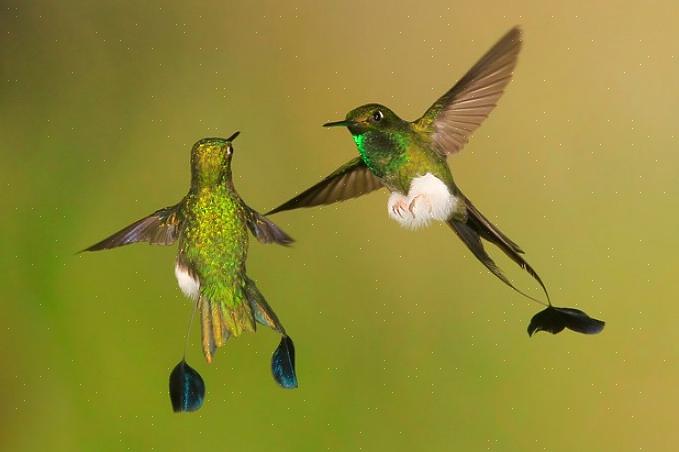 Bytt kolibri nektar ofte