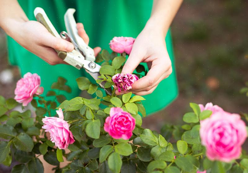 Du kan påvirke de fremtidige blomstene til rosebuskene dine før planten til