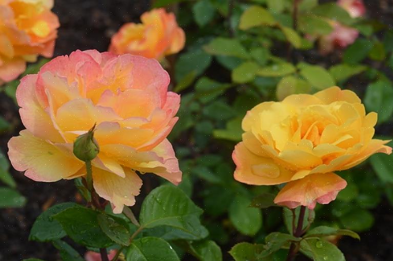 Bør du vurdere å forbedre både luftsirkulasjonen i rosenhagen