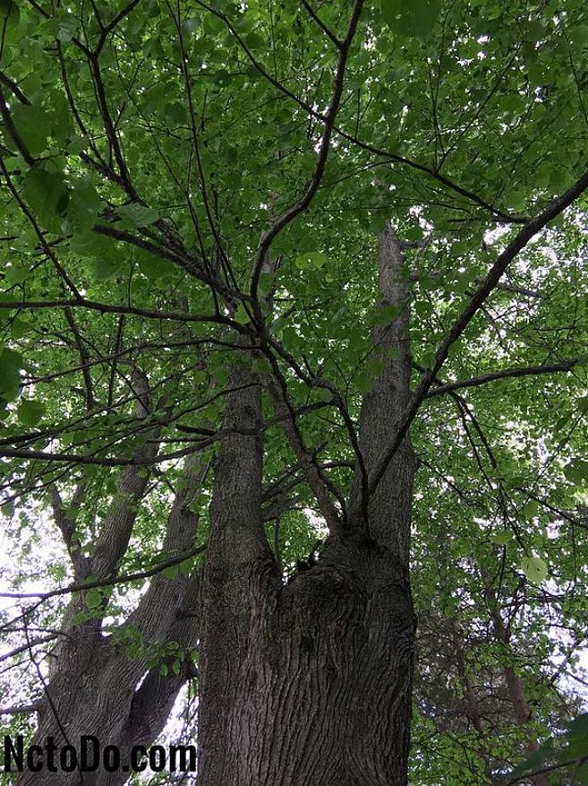 Dette treet kan forveksles med det vanlige lindetreet som dyrkes i parker