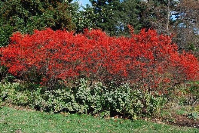 Winterberry Holly eller Winterberry er vår innfødte våtmarksstokkro som mister bladene hver høst