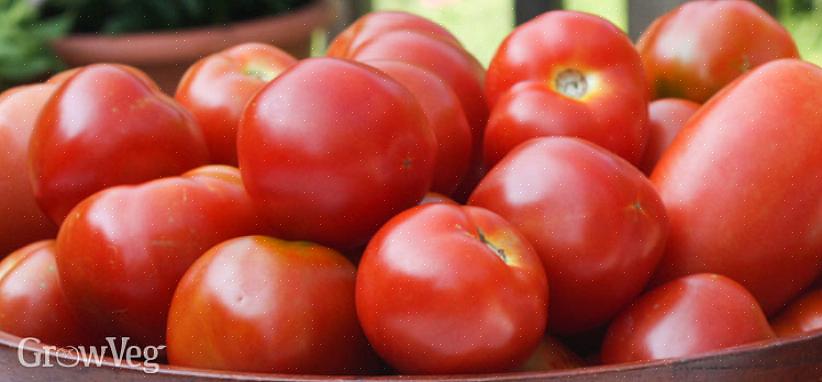 Sene sesongvarianter plantes i begynnelsen av hagearbeidssesongen