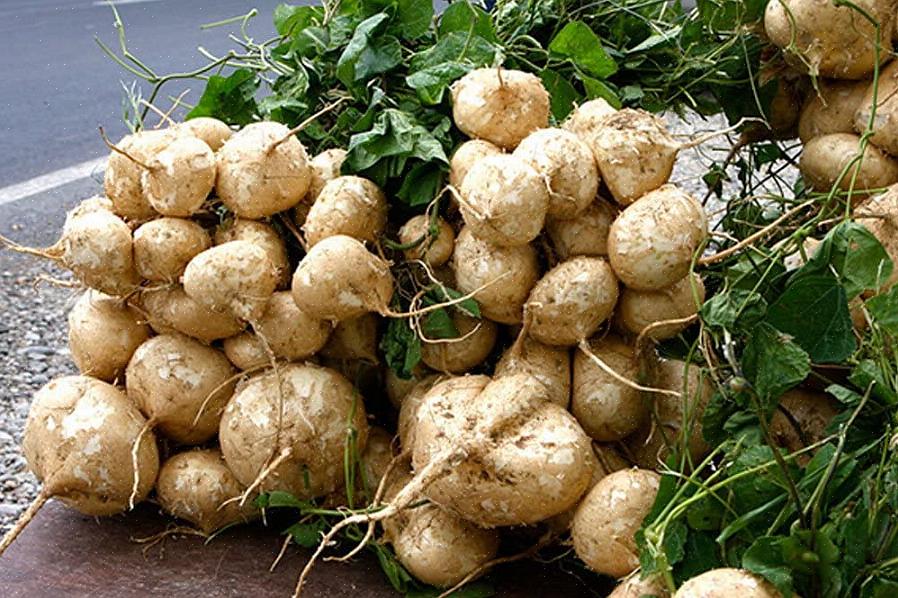 Kan jicama også dyrkes under polyetylentunneler