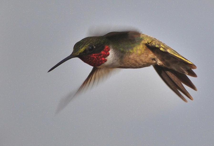 Denne kolibri-oppførselen kan imidlertid være et problem for andre hummers på matere i hagen