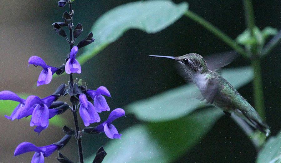 Kolibri aggresjon kan være et problem hvis du vil mate mange kolibrier på en gang