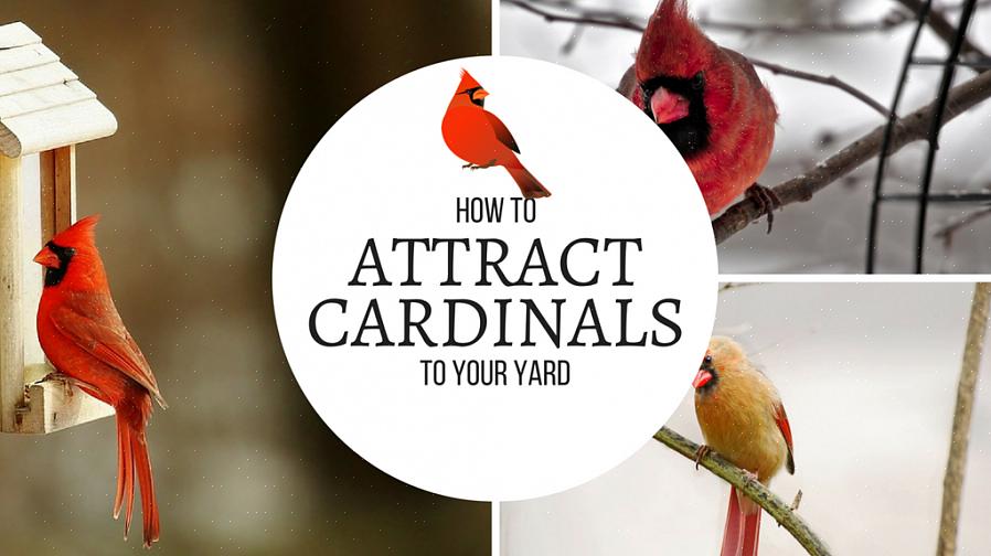Hvordan tiltrekke nordlige kardinaler