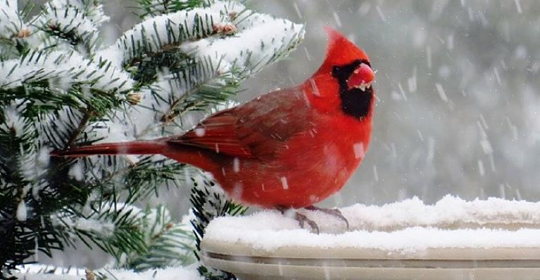Mens nordlige kardinaler kan være relativt enkle å tiltrekke seg